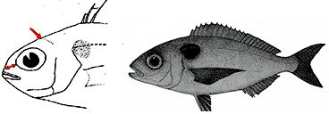 Pagellus bogaraveo_claves.jpg